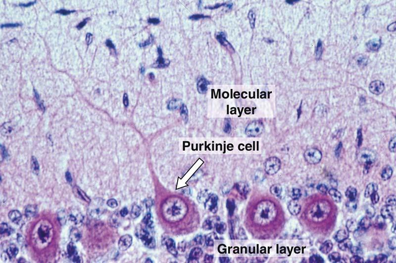 layer of large cells Inner granule layer Very small neurons (smallest