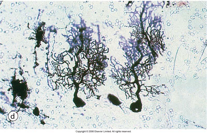 Purkinje cells has highly developed