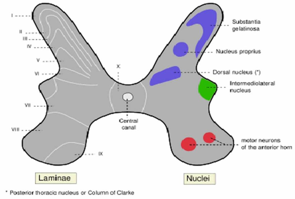 Gray mater Substantia gelatinosa (entire SC) Nucleus proprius (entire SC) Nucleus dorsalis (C8 L2) Intermediolateral cell column (T1 L2, S2 S4)