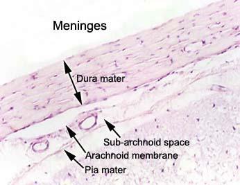 Dura mater Dense fibroelastic tissue Lined with a layer of flat cells Arachnoid mater Fibrous layer Lined and