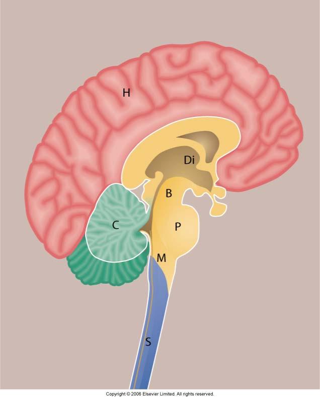 The central nervous system Major parts Cerebrum Cerebral cortex Basal ganglia