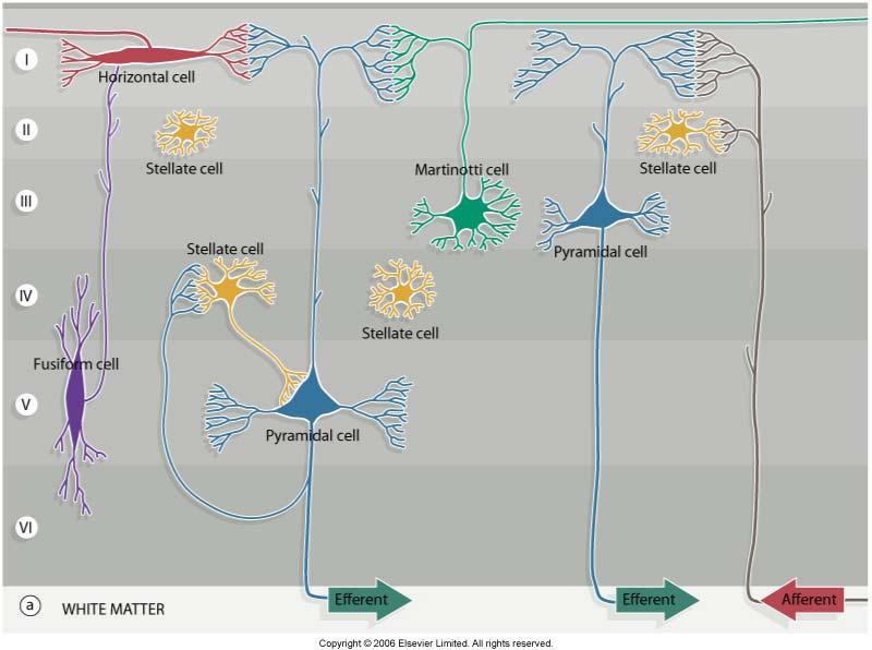 Neuronal cells in cortex Pyramidal cells Efferent fibers Small more superficial Large Betz cells (motor cells) Stellate (granule) cells Star shape Connect to near neurons Cells of Martinotti Axons to