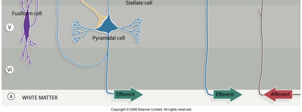 size pyramidal cells & martinotti cells Inner granular layer Stellate cells