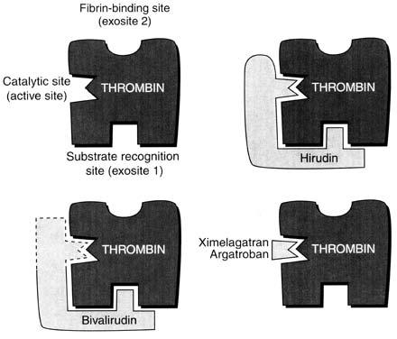 Direct Thrombin Inhibitors in CAD Parenteral drugs : Hirudin, Argatroban, Bivalirudin Oral drugs: Ximelagatran, Davigatran Advantage by mechanism : 1.