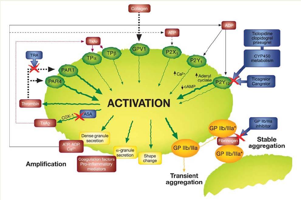 Antiplatelet agents:prasugrel Prasugrel : inhibitor of platelet activation and aggregation through