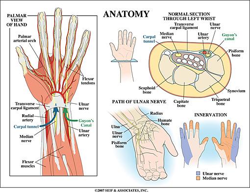 Wrist Anatomy https://www.google.com/search?biw=1600&bih=745&tbm=isch&sa=1&q=wrist+anatomy&oq=wrist+anatomy&gs_l=psy-ab. 3.