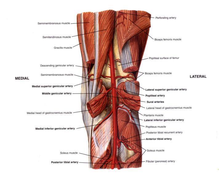 Region of Popliteal Fossa Femoral Popliteal Posterior Anterior Tibial A. Tibial A. Peroneal A.