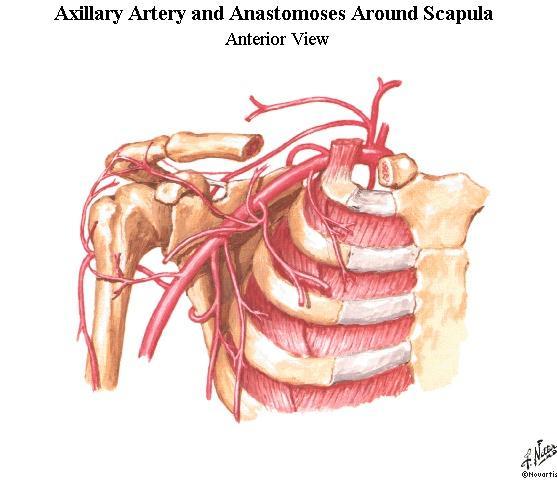 Subscapular A. Thoracoacromial A. Lateral thoracic A. Supreme thoracic A. Post. Circumflex humoral A.