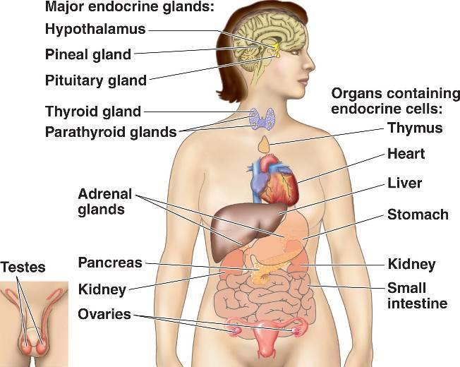 - When studying the name of hormones, the word "hormone" is often in the name.