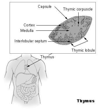 Step 6. The Thymus Gland The thymus gland is a specialized organ of the immune system. We will study it in more detail during the immunity section.