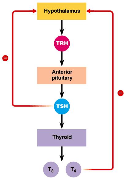 Regulating metabolism Hypothalamus TRH = TSH-releasing hormone Anterior Pituitary TSH = thyroid stimulating hormone Thyroid produces thyroxine hormones