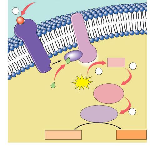 Action of protein hormones protein hormone 1 P signal signal-transduction pathway activates ion channel or enzyme plasma membrane receptor
