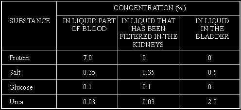Explain why the concentration of urea in the liquid in the bladder is much greater than the concentration of urea in the liquid that