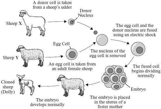 Q34. The diagram shows how Dolly the sheep was cloned.