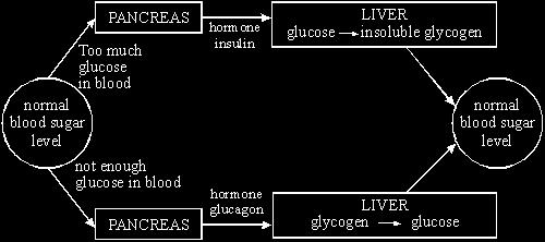 The diagram shows how the blood sugar level is