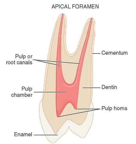 Lec. 11 & 12 Dr. Ali H. Murad Dental pulp Is the soft connective tissue located in the central portion of each tooth.