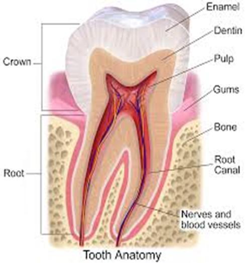 In general the coronal pulp follows the contour of the outer surface of the crown, it has six surfaces; mesial, distal, buccal, lingual, occlusal,