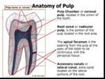 2- Radicular pulp Pulpal root extend from the cervical region to the apex of the root.