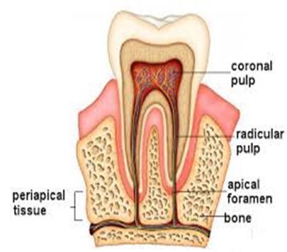 The shape of the radicular pulp is conical or tapered & like coronal pulp, become smaller with age because of continuous dentinogenesis.