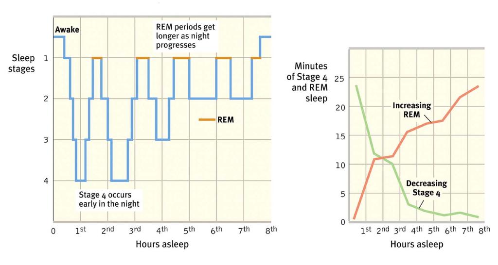 90 Minute Cycles During Sleep With each 90 minute cycle,