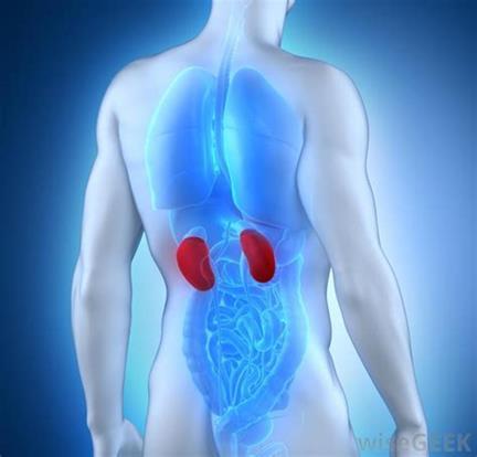 Kidney disease Smaller kidney shaped organs located deep within your upper back that help filter and clean your blood With kidney disease you may have gradual