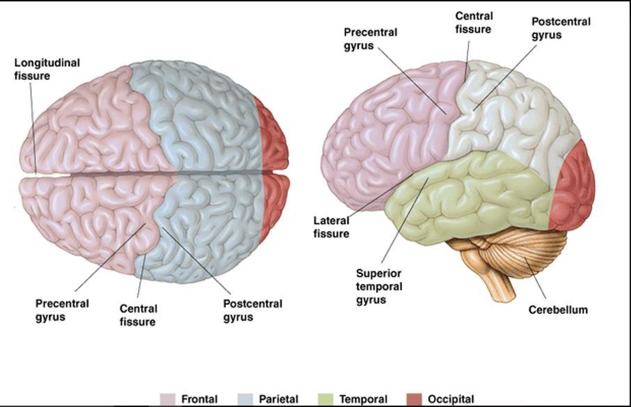 - Ventral = touch Forebrain: Hypothalamus - Regulator of motivated behaviours/ urges - Controls the pituitary gland Releases hormones which control hormones from other glands Limbic system: motivated