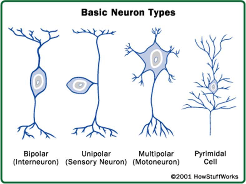 - Increase in number of convolutions - Increase in energy expenditure by brain Neural Activity A Neurons - Neurons communicate through a combination of electrical and chemical stimulation - Neurons