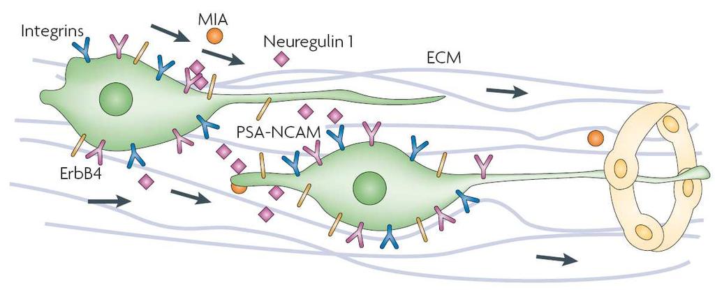 Maintenance of neuronal migration Neuroblasts migrate as chains, sliding along each other.