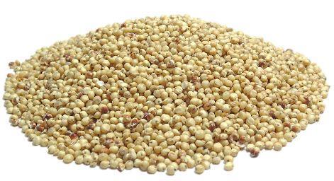 SORGHUM ALBANUS - NUTRITIONAL CHARACTERICS Sorghum is an important energy grain, rich in various phytochemicals compound that could replace other less drought-tolerante cereals It is know that