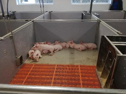 WEANING PIGLETS TEST Effects of sorghum Albanus on: - growth performance - health