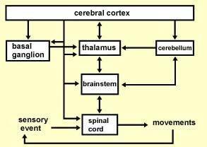 Sensory-motor loop: the block scheme Sensory events are relayed through the spinal cord / brainstem and through the thalamus to the cerebral cortex, where they are processed.