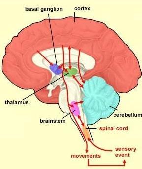 4 Sensory-motor loop: the brain scheme Sensory events are relayed through the spinal cord / brainstem and through the thalamus to the cerebral cortex, where they are processed.