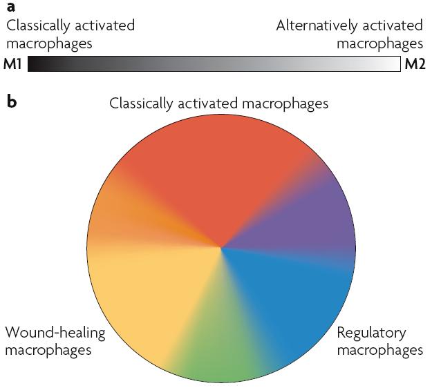 Macrophages as master conductors Classically activated (M1): inflammatory, microbicidal, and tumor
