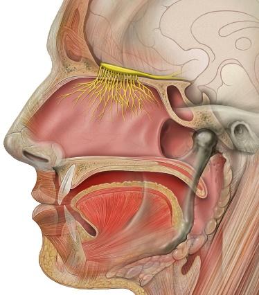 your brain. olfactory nerve nostril HOW WE SMELL 1.