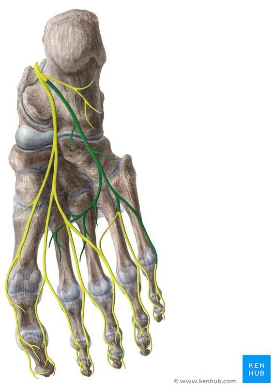 Tibial nerve Nerves of the Sole of the Foot Lateral Plantar Nerve Medial Plantar Nerve Is a terminal branch of the tibial
