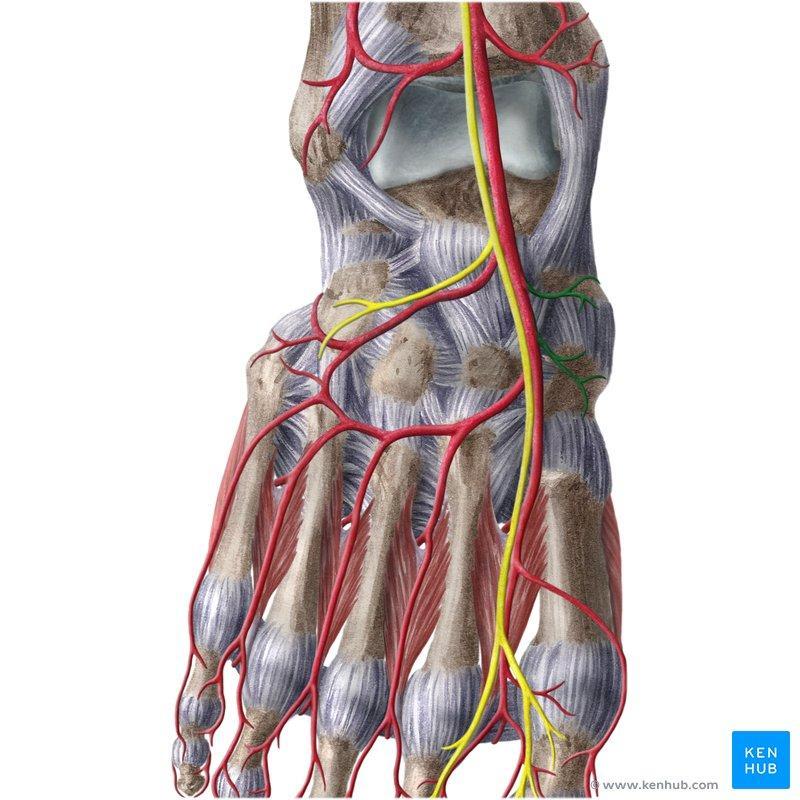 Nerves of the Dorsum of the Foot Deep fibular