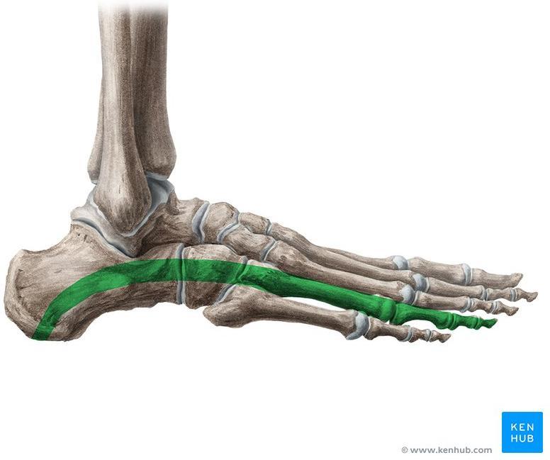 Lateral view Note The bones of the foot do not lie in a horizontal plane.