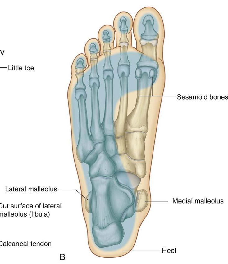 Plantar surface showing the surface