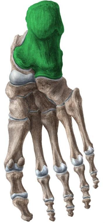 Medial Longitudinal Arch It is formed by the calcaneus, talus, navicular, three cuneiforms and first three metatarsal bones Lateral Longitudinal Arch It is