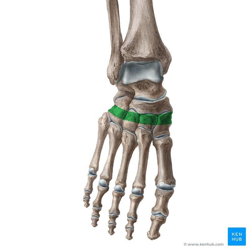 Transverse Arch It is formed by the metatarsal
