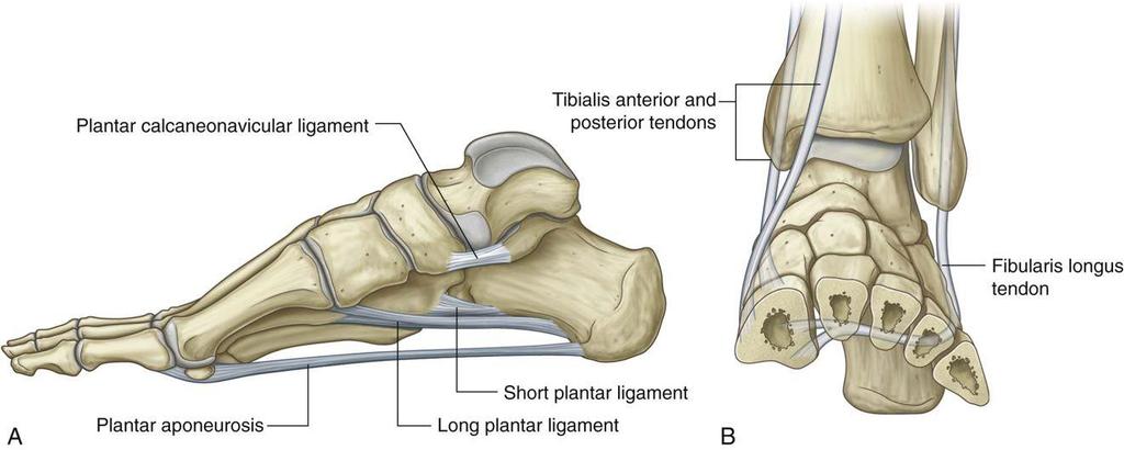 Ligaments that support the arches include: Plantar calcaneonavicular (spring ligament) Ahort plantar ligament (Plantar calcaneocuboid) Long plantar