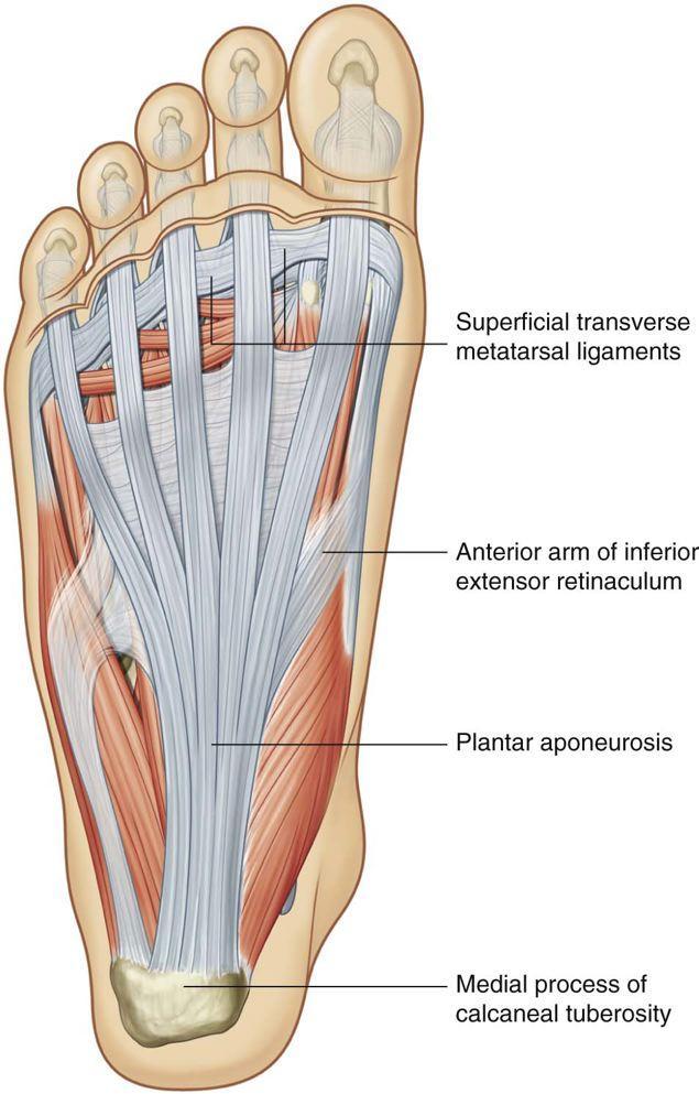 Plantar aponeurosis It is a triangular thickening of deep fascia in the sole of the foot Attachments: Apex: is attached to calcaneus Base: