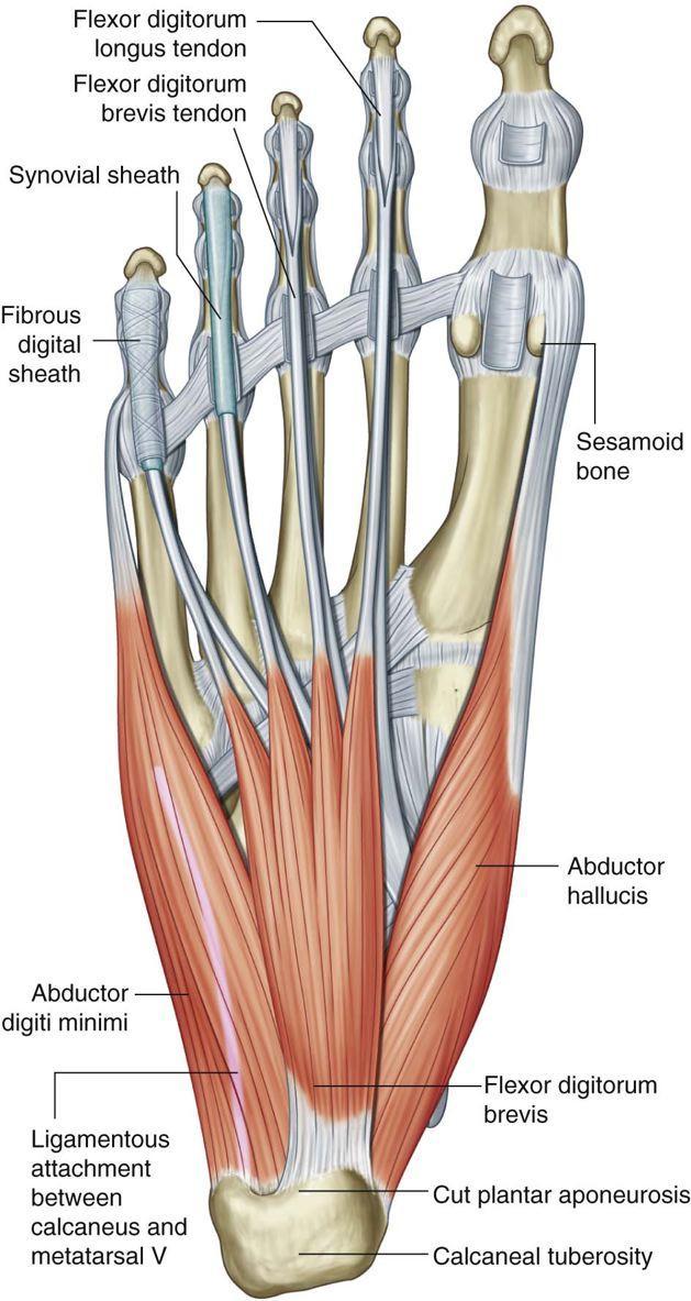 Muscles of the Sole of the Foot The muscles of the sole are conveniently described in four layers from the inferior layer superiorly Unlike the small muscles of the hand, the sole muscles have few