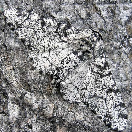 The Peppered Moth Some species of moths have morphs. One famous example is the peppered moth.
