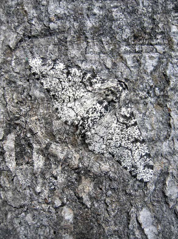 They blend in with the light-colored lichen that grows on the trees. The Moth s Morph A black, or carbonaria, peppered moth morph stands out against a light background.