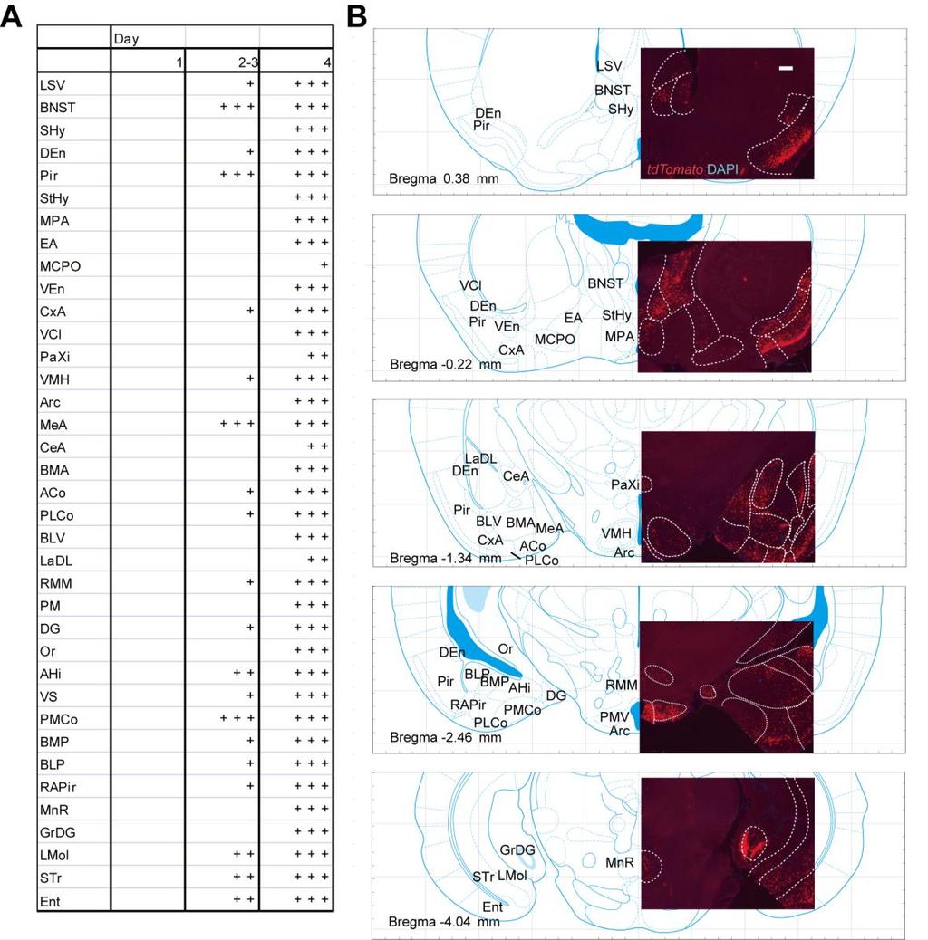 0 Figure S. Whole brain analysis of anterograde mapping from VRp-expresing Sensory Neurons, related to Figure (A) Table showing brain regions analyzed for tdtomato+ cells in day, and.