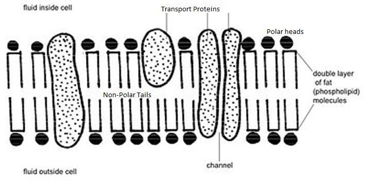 Cell Wall C I. Separates the internal and external environment of a cell. 41. Draw and label the cell membrane.