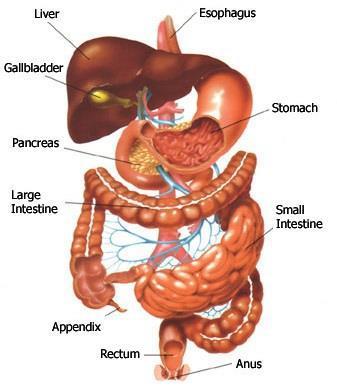 Digestive System Imbalance Overview You will likely be surprised to learn that, in nearly every case of illness/obesity, it all goes back to digestion in one way or another.