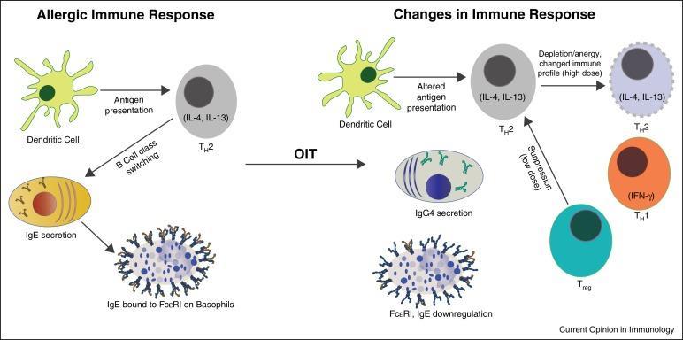 Mechanism of oral immunotherapy Freeland