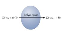 Below are steps occur in pyrosequencer: 1. Incorporation of dntp generates ppi. 2. APS + ppi ATP, catalyzed by ATP sulfurylase. 3.